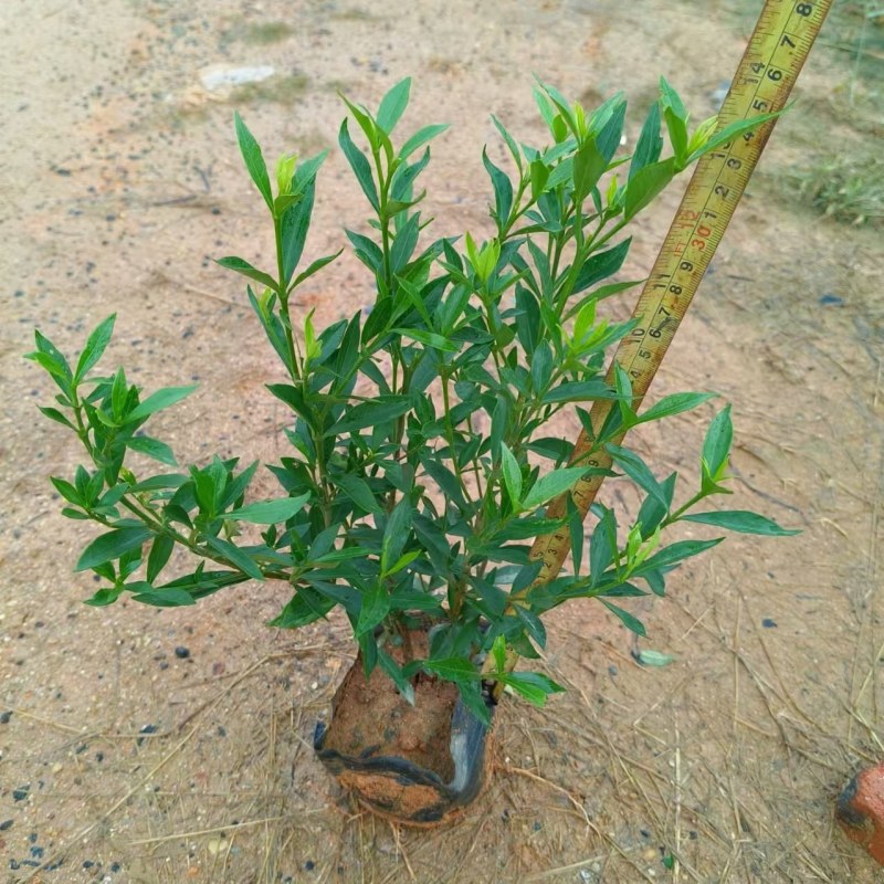 小叶栀子花