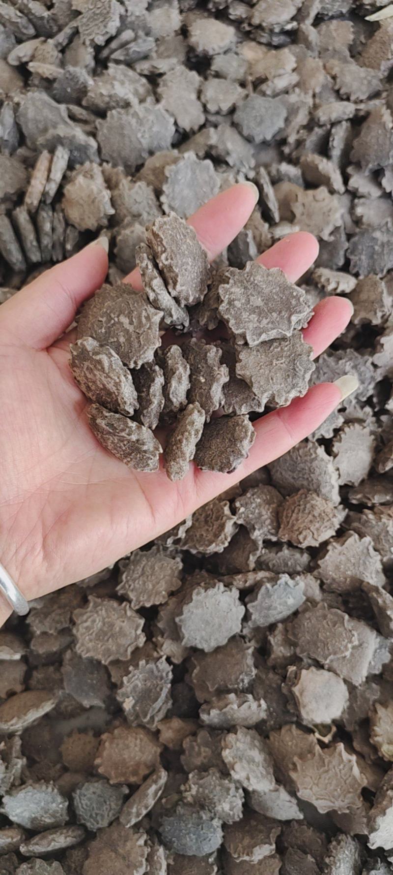 中药材木鳖子，另有木鳖子仁，量大从优，一手货源，一件代发