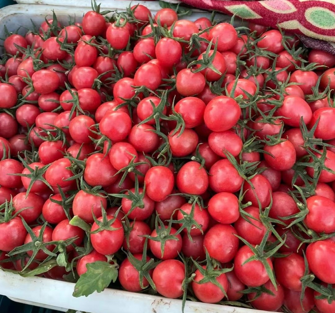 千禧圣女果沙拉