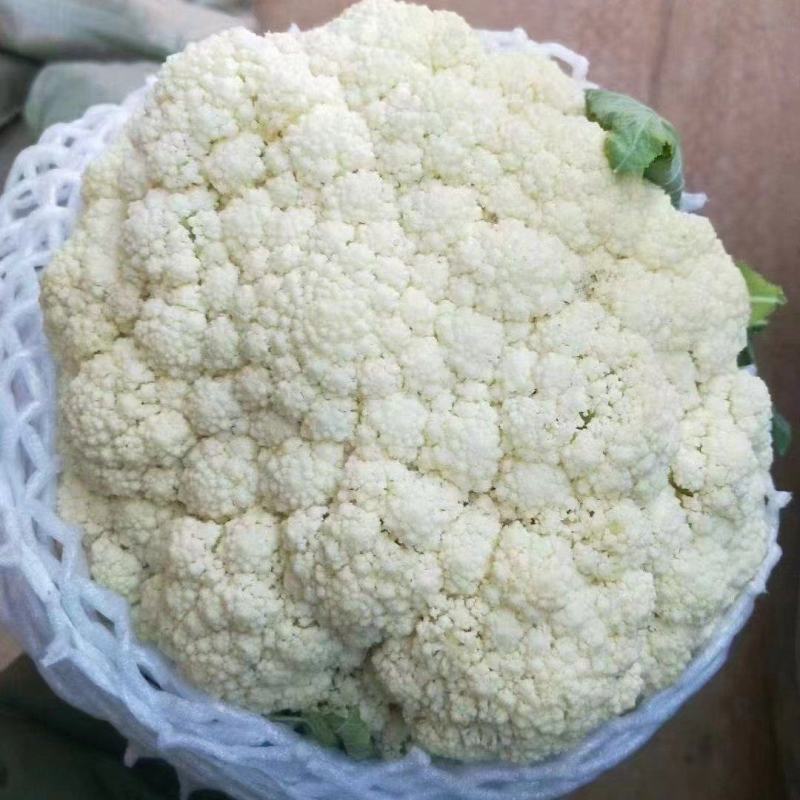 河北菜花有机松花菜散花品种齐全代办代发代存常年供应