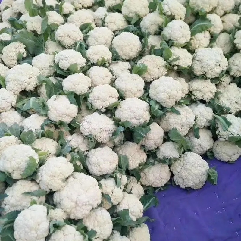 河北菜花有机松花菜散花品种齐全代办代发代存常年供应