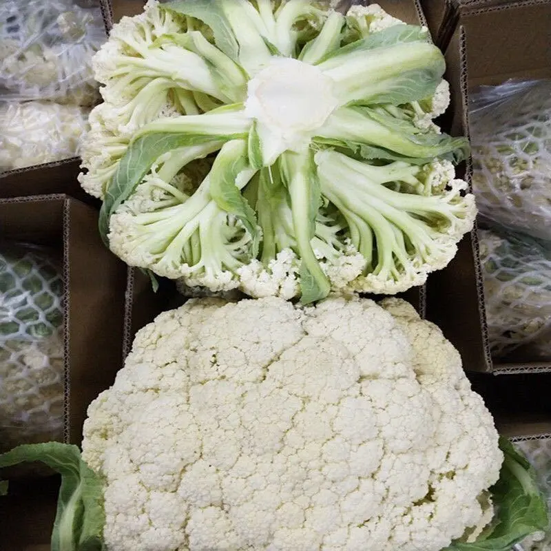河北菜花有机松花菜散花品种齐全代办代发代存常年供应