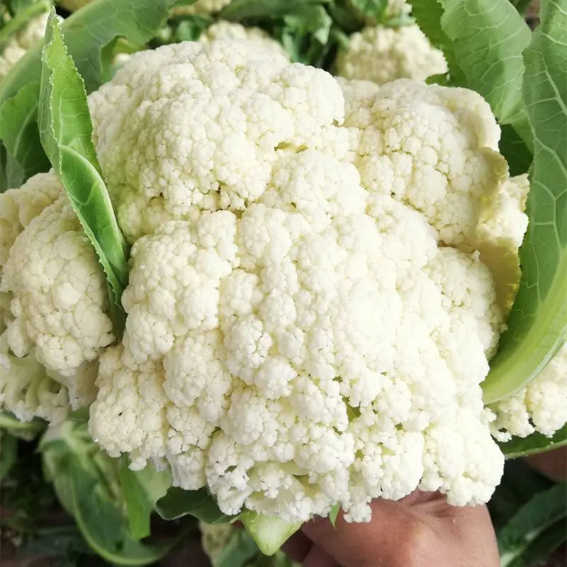 河北菜花有机松花菜散花品种齐全代办代发代存常年供应
