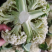 河北菜花有机松花菜散花品种齐全代办代发代存常年供应