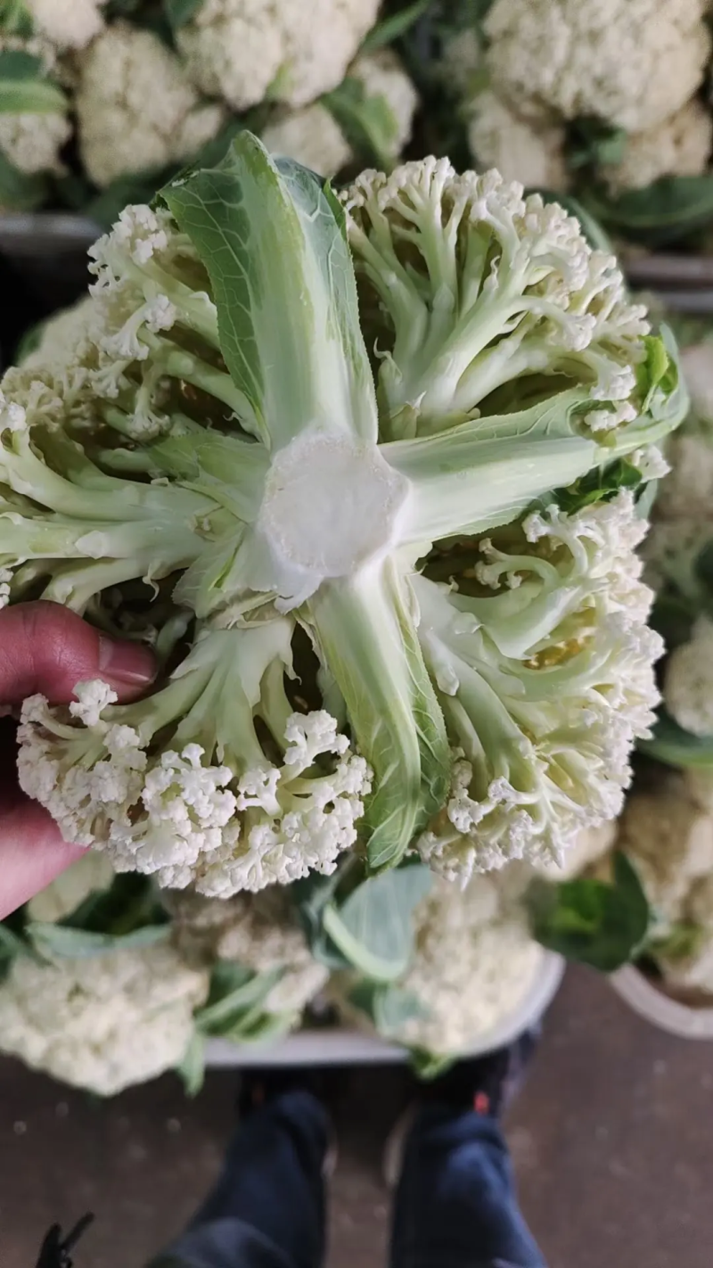河北菜花有机松花菜散花品种齐全代办代发代存常年供应