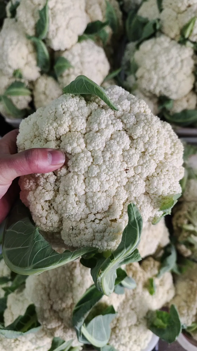 河北菜花有机松花菜散花品种齐全代办代发代存常年供应