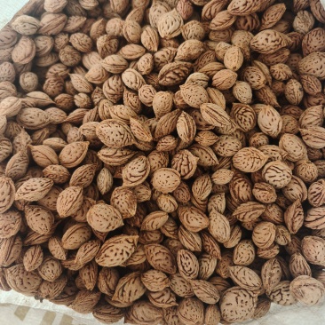 优质毛桃核20吨