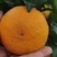 四川爱媛38果冻橙，电商果商品果平台果，外贸国贸