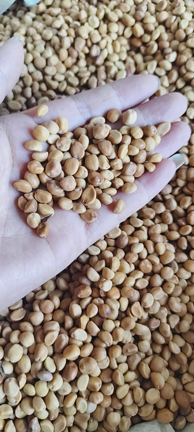 中药材华佗豆金丝指葫芦拐子豆小偷豆跌打豆