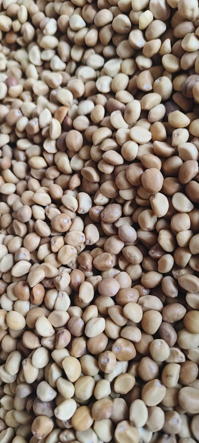 中药材华佗豆金丝指葫芦拐子豆小偷豆跌打豆