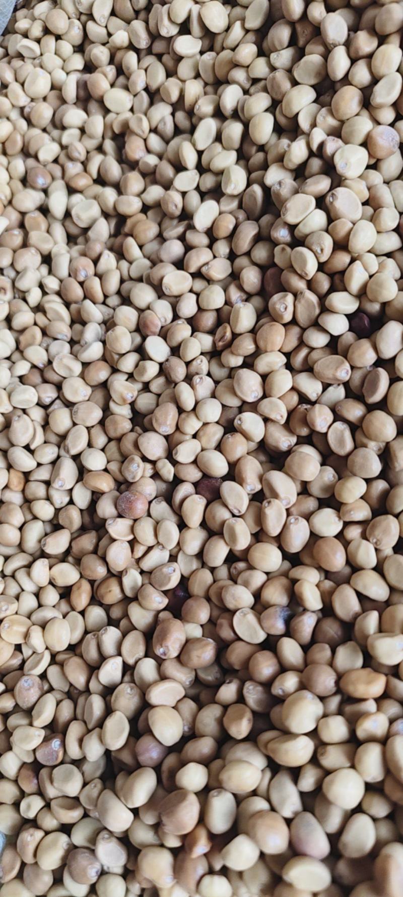 中药材华佗豆金丝指葫芦拐子豆小偷豆跌打豆