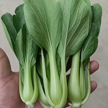 小油菜上海青基地供应量大质优价格优惠欢迎咨询采购