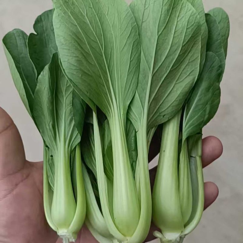 小油菜上海青基地供应量大质优价格优惠欢迎咨询采购
