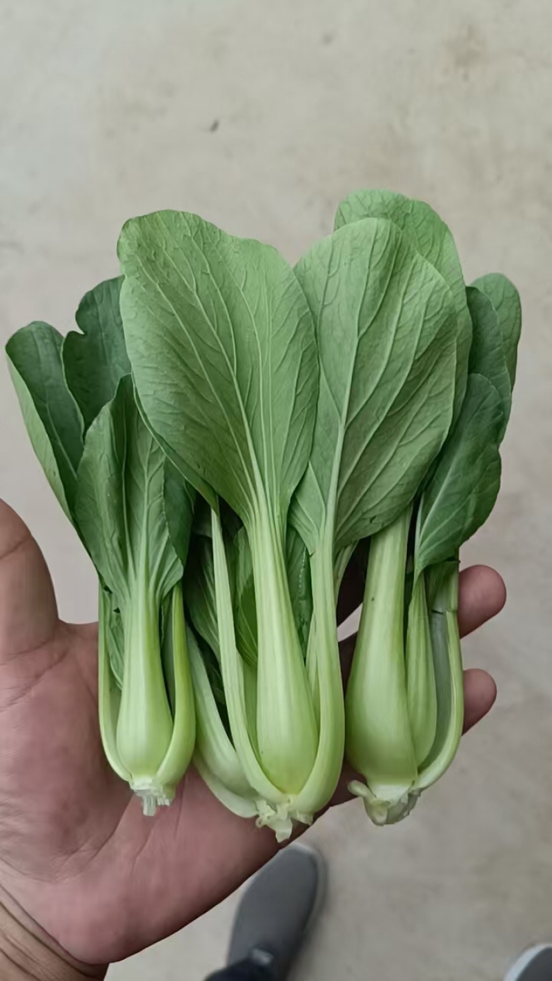 小油菜上海青基地供应量大质优价格优惠欢迎咨询采购