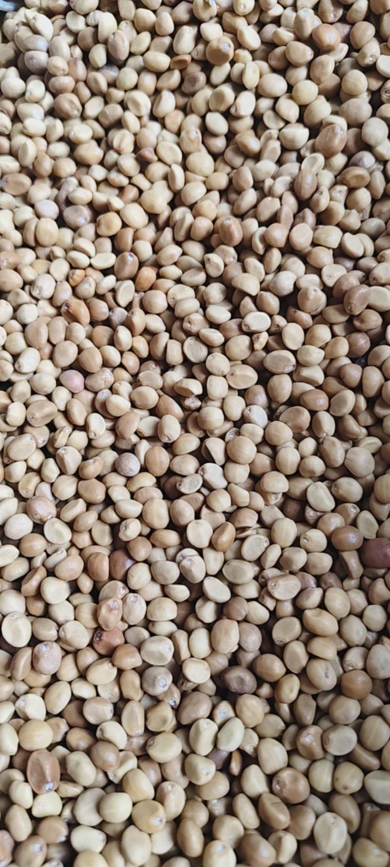 中药材华佗豆金丝指葫芦拐子豆小偷豆跌打豆