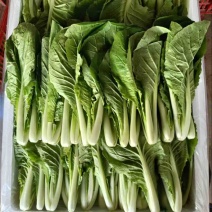小白菜基地供应全国直销物美价廉支持视频看货
