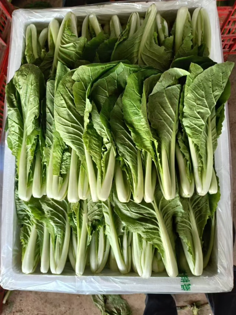小白菜基地供应全国直销物美价廉支持视频看货