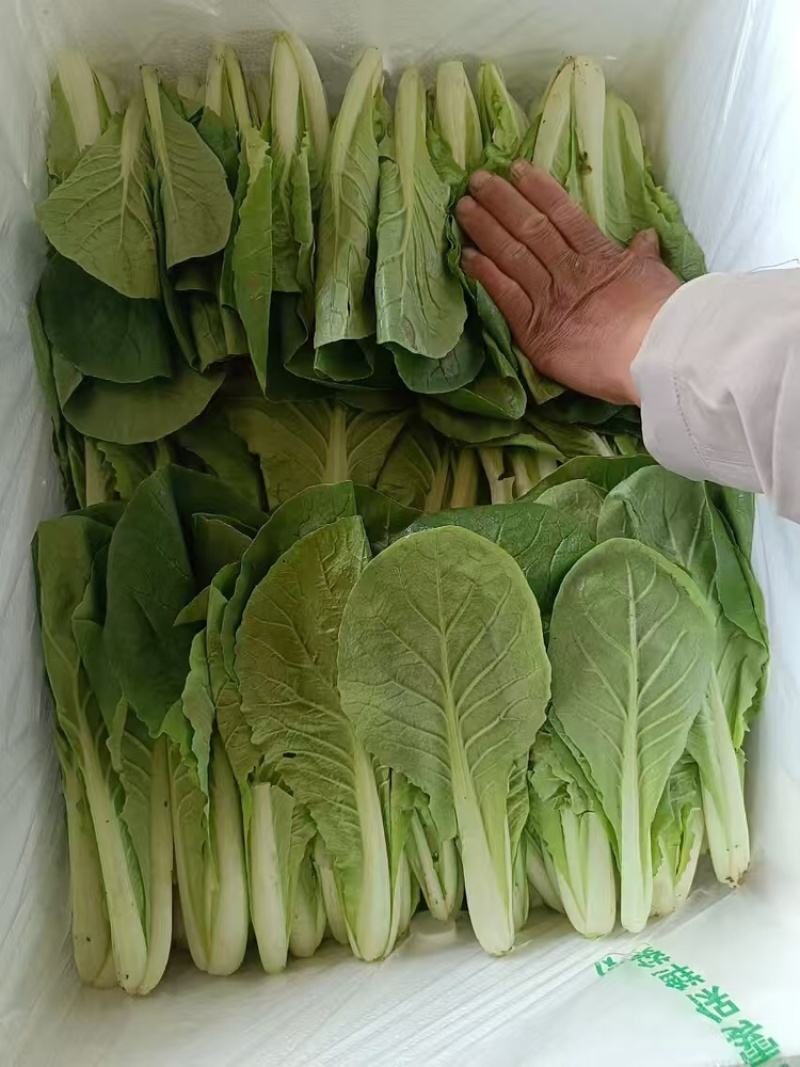 小白菜基地供应全国直销物美价廉支持视频看货
