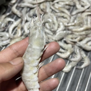 南美白对虾