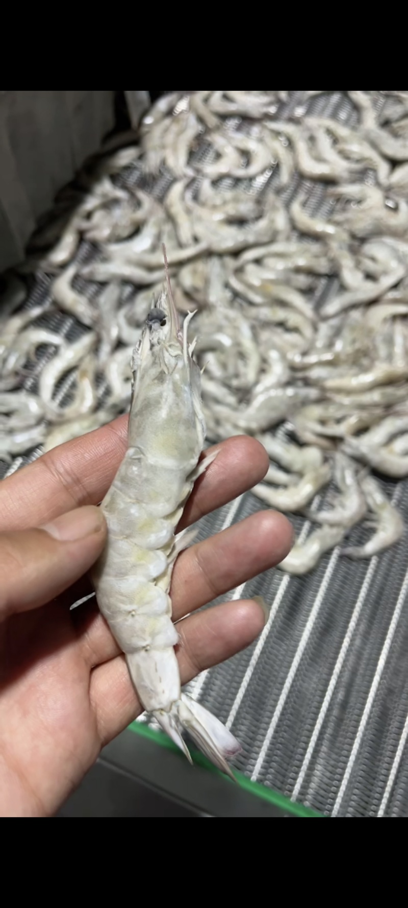 南美白对虾