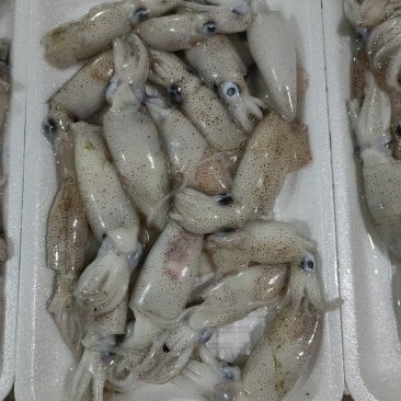 墨斗鱼