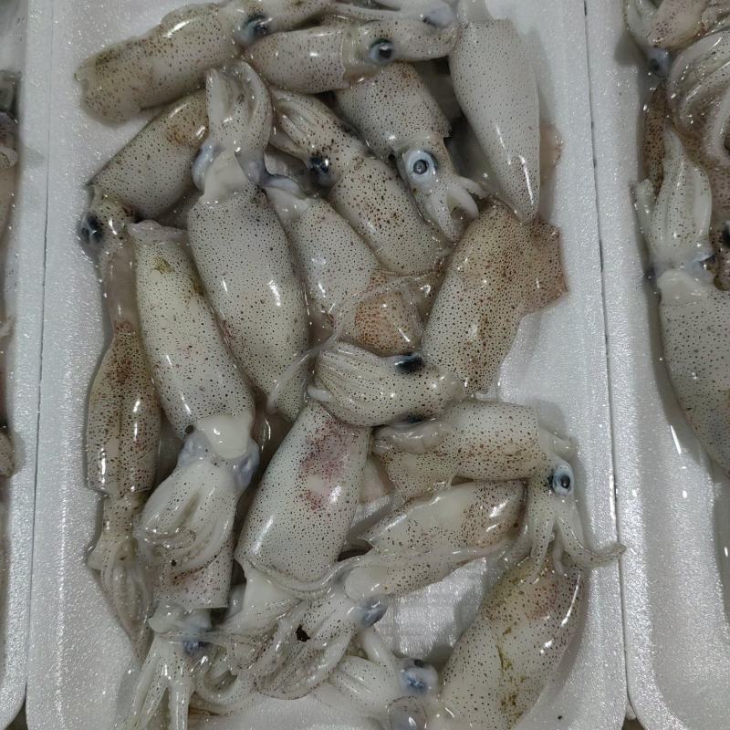 墨斗鱼