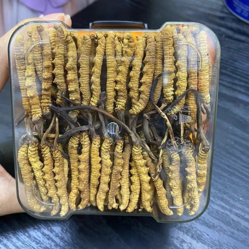 超大规格冬虫夏草虫草