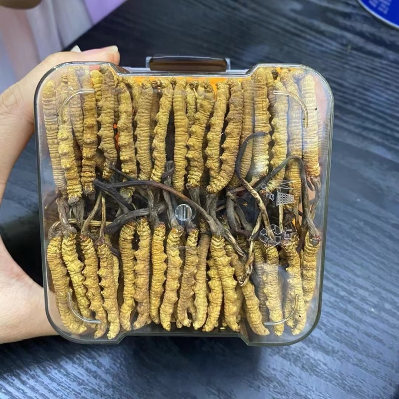 超大规格冬虫夏草虫草
