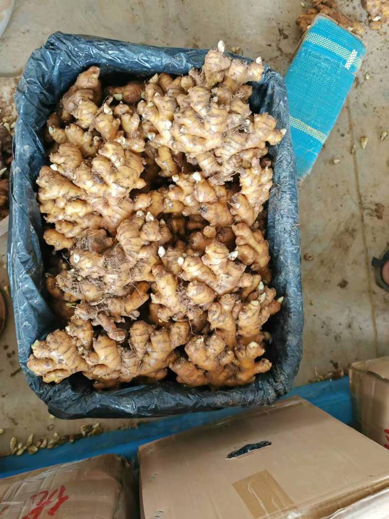 精品市场姜冷库姜