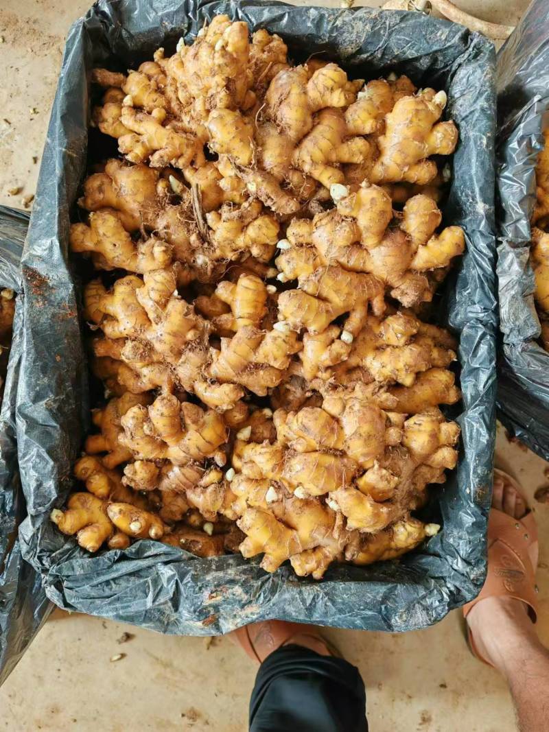 精品市场姜冷库姜