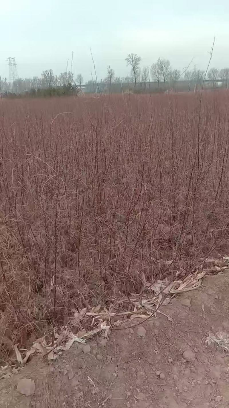 红柳苗大量优质红柳苗，自家种植量大从优
