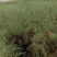 红柳苗大量优质红柳苗，自家种植量大从优