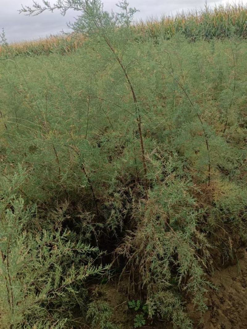 红柳苗大量优质红柳苗，自家种植量大从优
