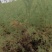 红柳苗大量优质红柳苗，自家种植量大从优