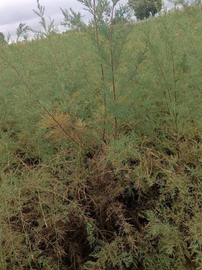 红柳苗大量优质红柳苗，自家种植量大从优