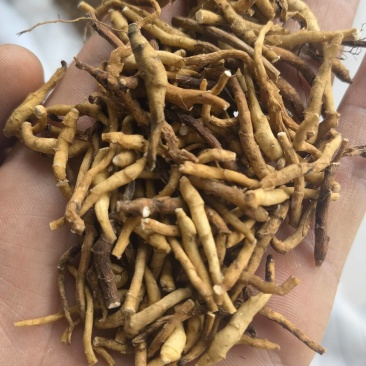 九节菖蒲水洗货选关书药业批发中药材