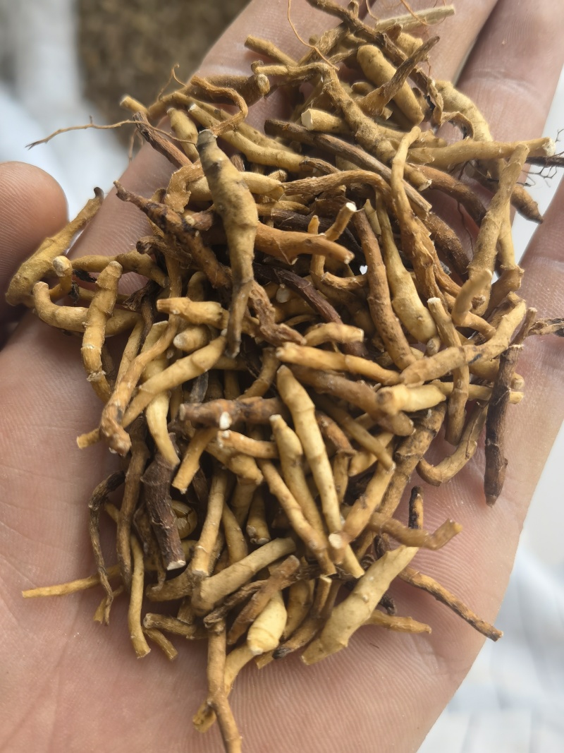 九节菖蒲水洗货选关书药业批发中药材