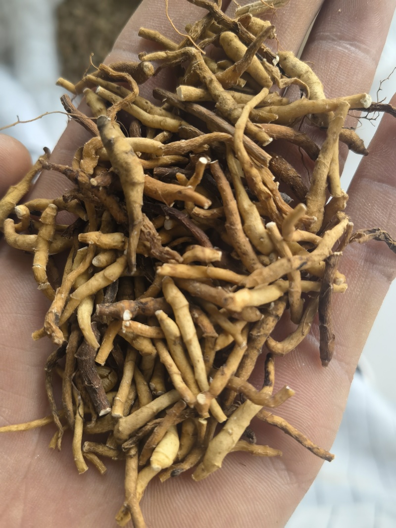 九节菖蒲水洗货选关书药业批发中药材