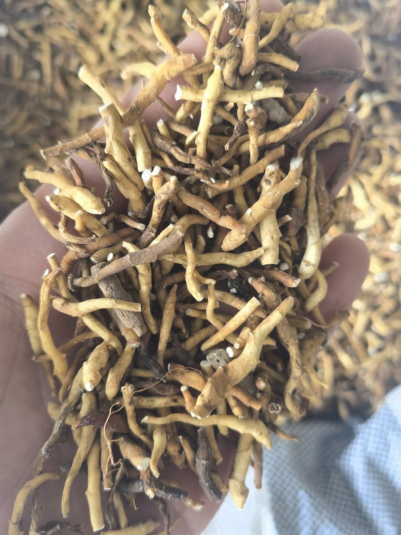 九节菖蒲水洗货选关书药业批发中药材