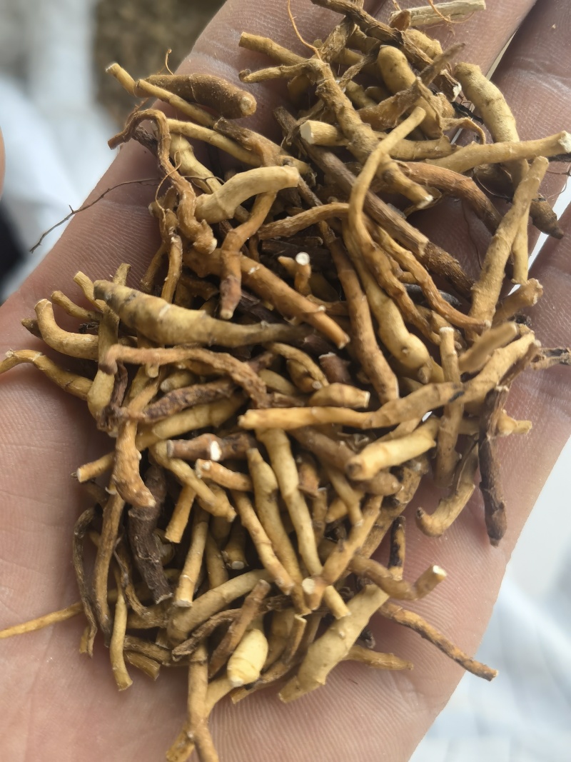 九节菖蒲水洗货选关书药业批发中药材