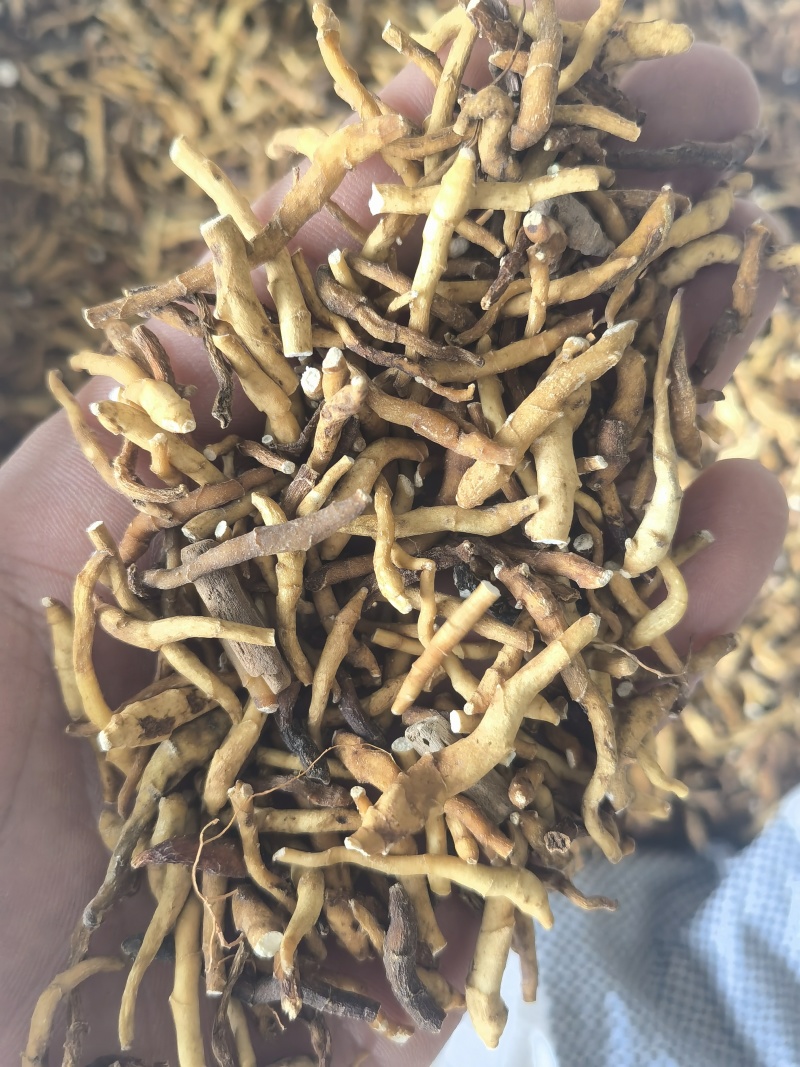 九节菖蒲水洗货选关书药业批发中药材
