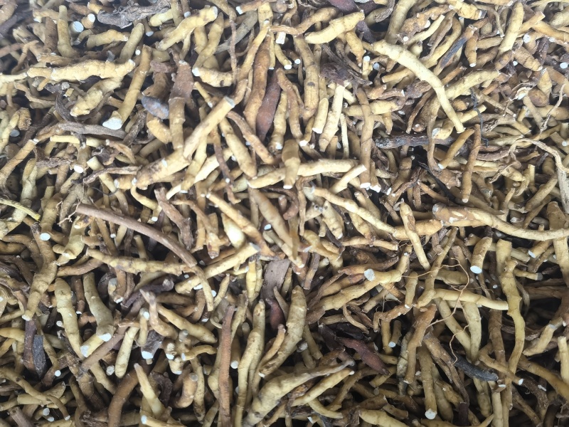 九节菖蒲水洗货选关书药业批发中药材