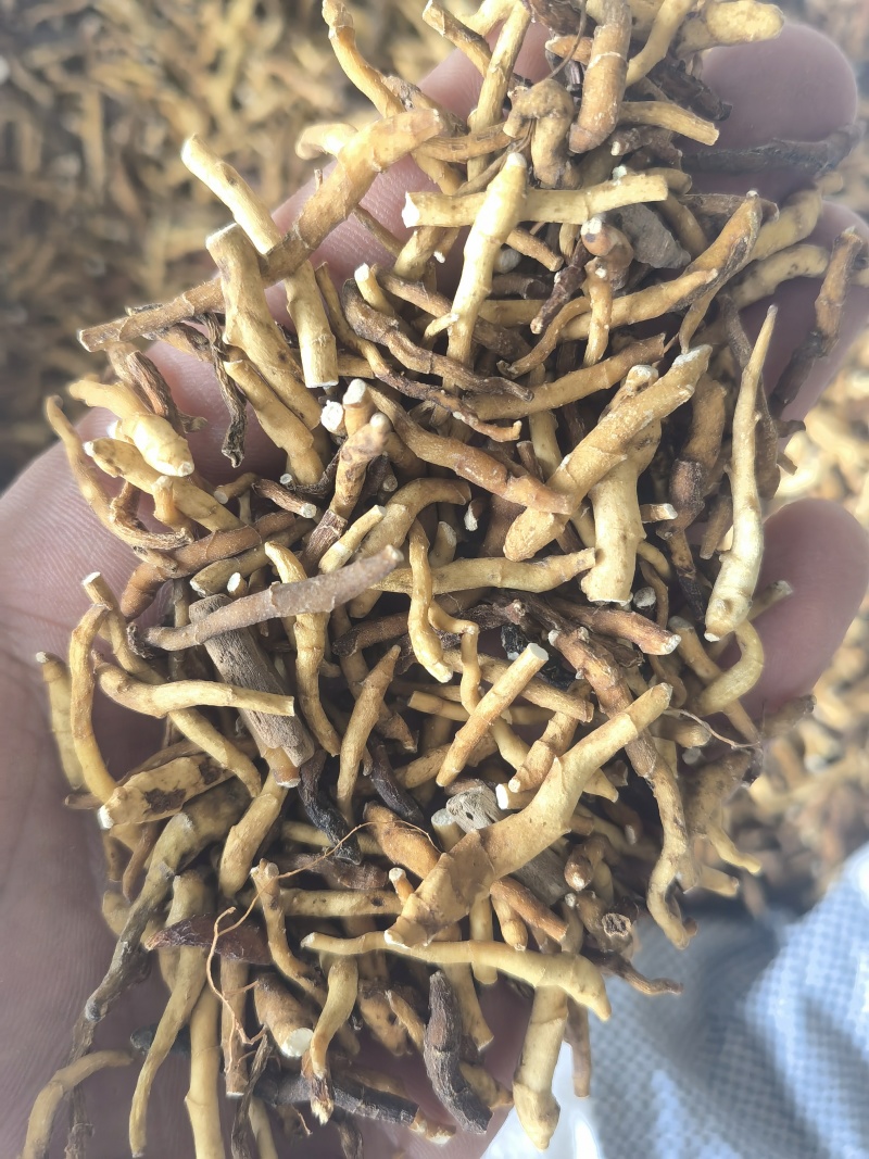 九节菖蒲水洗货选关书药业批发中药材