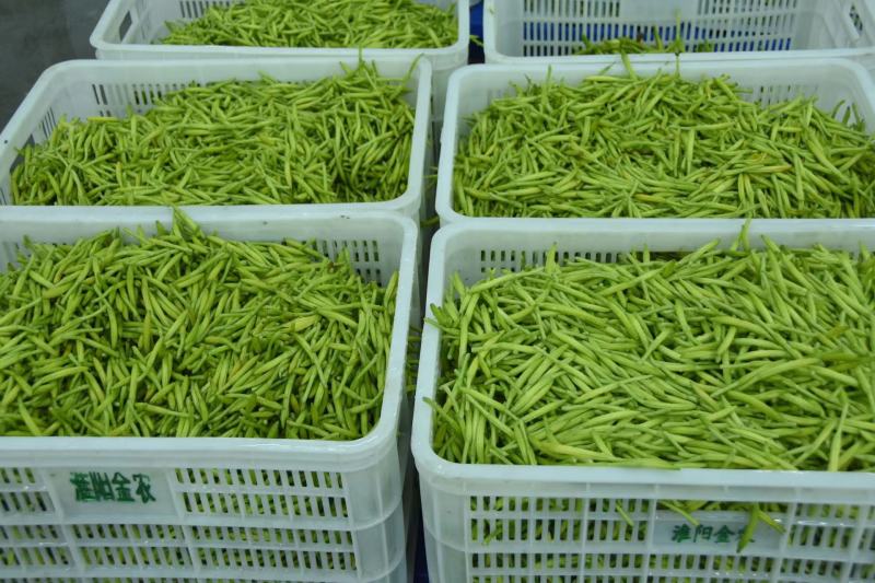 精品速冻黄花菜大量有货保证质量可视频看货