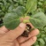 甘蓝苗