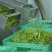 精品速冻黄花菜厂家直发供应电商市场商超
