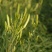 精品速冻黄花菜厂家直发供应电商市场商超