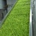 精品速冻黄花菜厂家直发供应电商市场商超