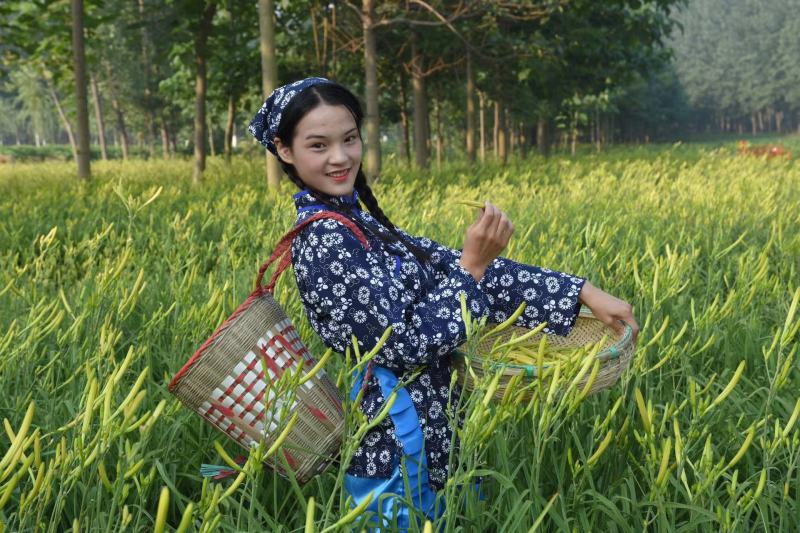 精品速冻黄花菜厂家直发供应电商市场商超