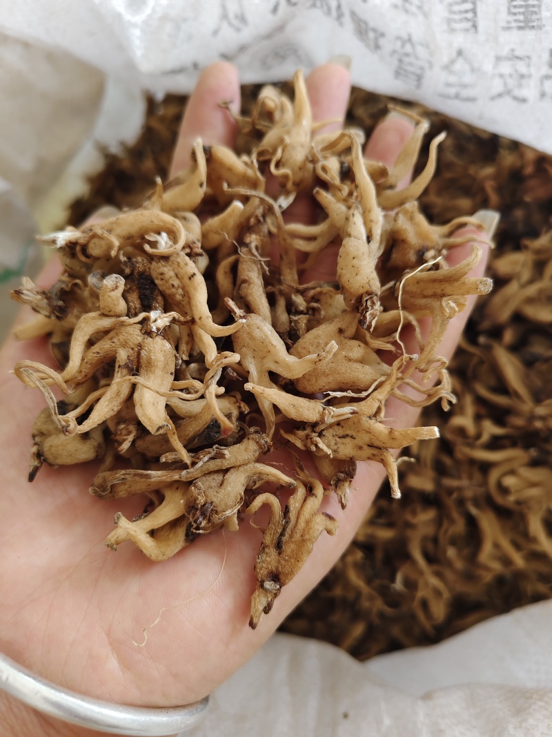 无硫手掌参，藏三七、佛手参、兰掌参支持一件代发，量大优惠